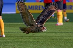 Bubi-huuhkaja liiteli Helsingin Olympiastadionilla kesäkuussa 2007.