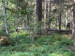 Kuva metsämaisemasta: puita, pensaita ja maassa makaava kaatunut puu.