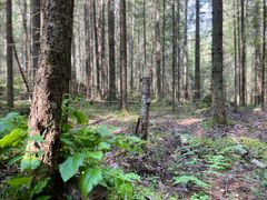 Metsämaisema, jossa on puita ja aluskasvillisuutta.