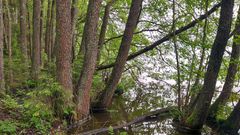 Metsä, jossa puita kasvaa veden äärellä, heijastuen sen pinnasta.