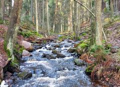 Puron soliseva vesi virtaa kivien lomassa metsäisessä maisemassa.