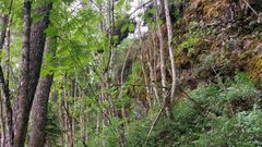 Metsämaisema, jossa on vihreitä puita ja kalliota.