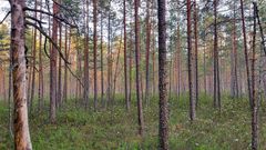 Mäntymetsä, jossa näkyy sammalpeitteinen maa ja harvakseltaan valkoisia kukkia.
