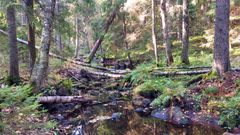 Metsäinen maisema, jossa pieni puro virtaa kaatuneiden puiden ja vehreän kasvillisuuden keskellä.