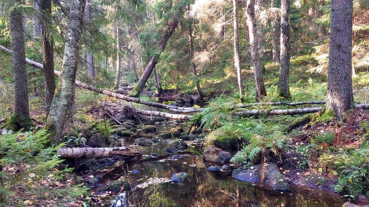 Metsäinen maisema, jossa pieni puro virtaa kaatuneiden puiden ja vehreän kasvillisuuden keskellä.