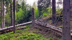 Metsässä makaavia kaatuneita puita ja vehreä aluskasvillisuus.