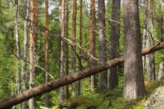 Metsämaisema, jossa on korkeita puita ja maassa makaava kaatunut puu.