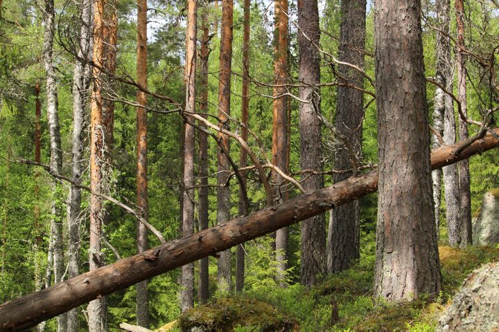 Metsämaisema, jossa on korkeita puita ja maassa makaava kaatunut puu.