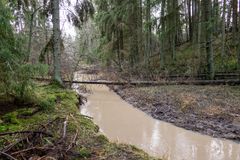 Metsäinen puro virtaa kaatuneiden puiden keskellä Korvattomanojan puronvarsilehdossa Liedossa.