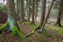 Korvattomanojan puronvarsilehto Liedossa on Havumetsän lasten suojelumetsä.