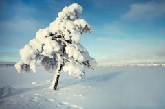 Luminen puu talvisella suolla kirkkaan taivaan alla.