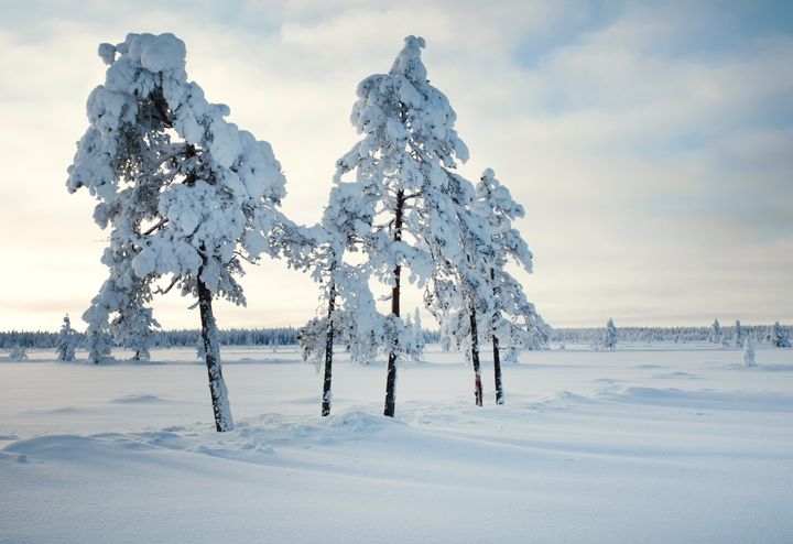 Talvinen maisema lumipeitteisen suon yllä, yksittäisiä lumisia puita taustalla.