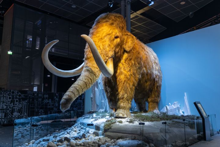 At the start of the exhibition is a giant woolly mammoth standing over four metres tall.