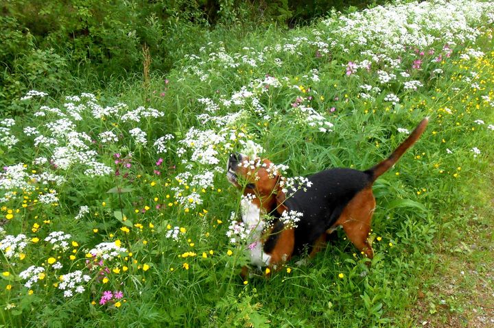 En hund av rasen beagle nafsar bland ängsblommor i grönska.