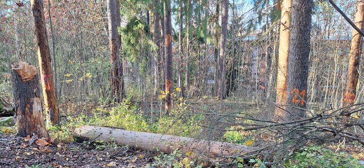 Kuvassa maahan kaatunut iso kuusi. Sen ympärillä on vielä pystyssä olevia kookkaita puita, joiden rungoissa on kirjanpainajatoukkien tekemiä käytäviä.