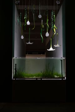 LOCUS / Tanja Thorjussen & Thale Blix Fastfold: Zostera Marinan kasvun laulu, 2025, yksityiskohta. Helsinki Biennaali 8.6.–21.9.2025, HAM Helsingin taidemuseo. Kuva: HAM / Helsinki Biennaali / Sonja Hyytiäinen.