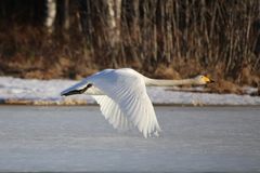 BirdLife Suomen mukaan laulujoutsenia pesii Lapista etelärannikolle saakka yli 10 000 paria.