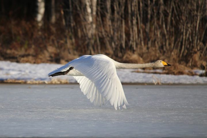 BirdLife Suomen mukaan laulujoutsenia pesii Lapista etelärannikolle saakka yli 10 000 paria.