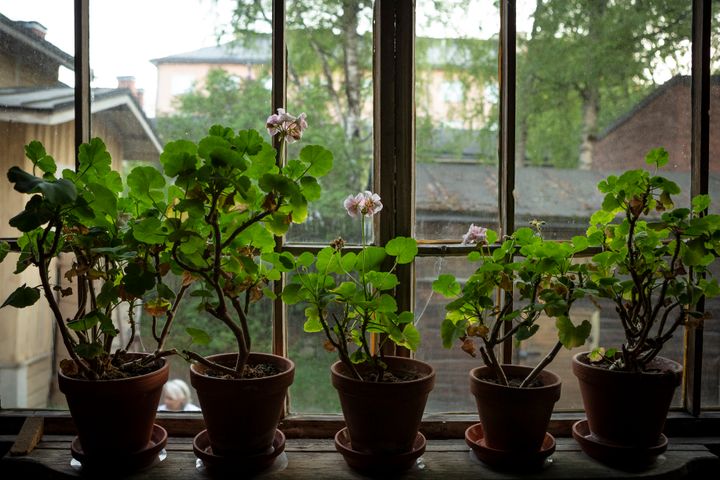 Amurin museokorttelissa aika on pysähtynyt. Mummon pelargonit kukkivat ikkunalla.