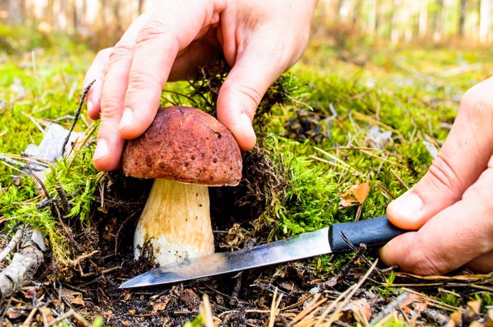 Henkilö leikkaa sientä metsässä veitsellä.