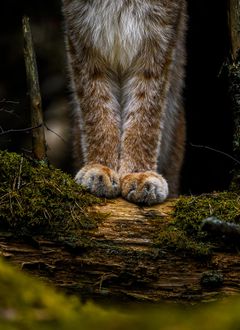 Alt text: Ilveksen tassut seisomassa puunrungolla metsän keskellä.