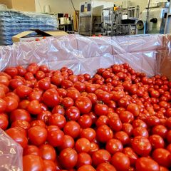 Närpes Grönsakers överskottstomater som anlänt till Jävla Sås Bolags produktionsenhet i Villmanstrand.