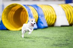 Jackrussellinterrieri juoksee agilityradalla.