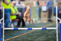 Cirneco dell'Etna eli etnankoira tai tutummin cirneco hyppäämässä esteen ylitse.