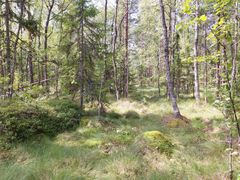 Luontokuva Itäradan luontoselvityksistä, jotka toteutetaan osana ympäräistövaikutusten arviointia.