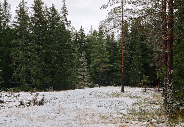 I bakgrunden finns barrträd och framför dem ett öppet område med ett tunt lager snö.