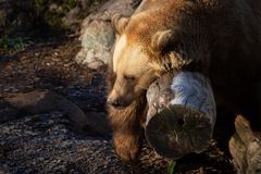 Karhu nuokkuu ulkona. Kuva: Korkeasaaren eläintarha / Mari Lehmonen