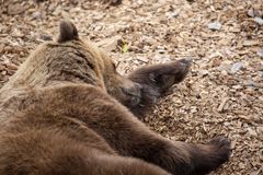 Uninen karhu kuorikatepedillä. Kuva: Korkeasaaren eläintarha / Annika Sorjonen