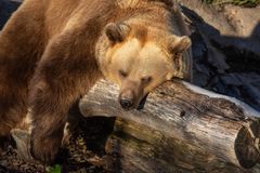 Karhu nuokkuu tukin päällä. Kuva: Korkeasaaren eläintarha / Mari Lehmonen
