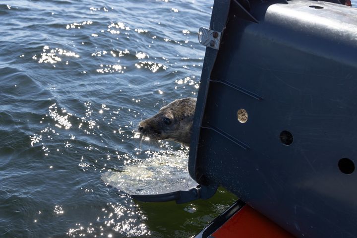 Harmaahylkeen poikanen palaamassa mereen. Kuva: Annika Sorjonen / Korkeasaaren eläintarha