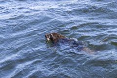 Nuori hylje on päässyt takaisin mereen. Kuva: Annika Sorjonen / Korkeasaaren eläintarha