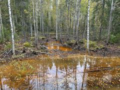 Metsikön keskellä on keltaisenruskea, saastuneen näköinen vesilammikko.