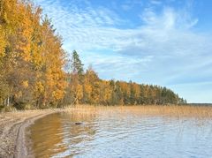 Syksyinen näkymä hiekkarannalta, jossa on keltalehtisiä koivuja ja kaislikkoa. Vesi heijastaa sinistä taivasta.