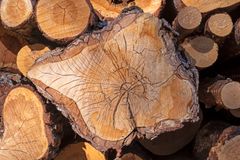 Inarin yhteismetsän ikimetsistä hakattu puu on koottu pinoihin, joista löytyy kaiken ikäistä puuta 300-vuotiaista lahoista jättiläisistä energiarankoihin. Puut ovat menossa energiapuuksi eli poltettaviksi.