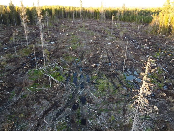 UPM:n avohakkuujälkeä ilmakuvassa Jämsän Kopanjärvellä. Hakkuualueella oli runsaslahopuustoista metsää, uhanalaisten lajien elinympäristöjä, vesitaloudeltaan luonnontilaisia korpia ja puro.