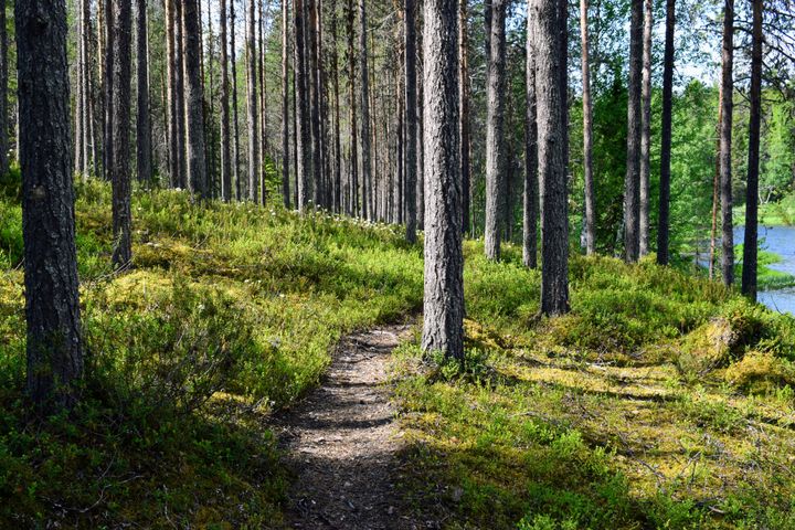 Nokia Oyj:n hakemuksesta suojellun Kitkajoki-Arvungin alueella sijaitsee Arvunkijärven lisäksi luonnontilaisia puroja.