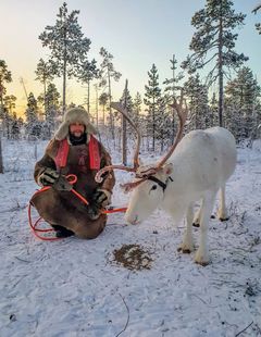 Nuorti Reindeer.