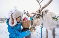 Nuorti Reindeer.