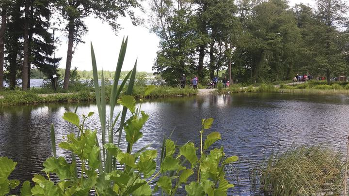 Porlan kalankasvatusallas ja kasvustoa kesällä.