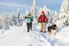 Kolin vaarat ovat eteläisin kohde Suomessa, jossa talvi tuo mukanaan tykkylumen kuusten oksille.