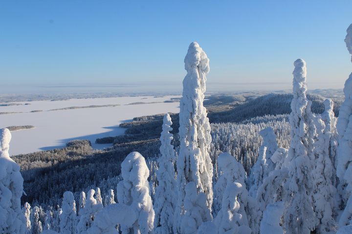 Valmisteltujen puheenvuorojen lisäksi Koli Horizons -tapahtuman ohjelmassa on muun muassa ohjattuja aktiviteetteja sekä aikaa osallistujien keskinäisiin tapaamisiin.