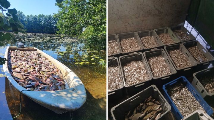 hoitokalastusta Kangasalan Kirkkojärvellä